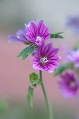 Wild mallow - Althaea officinalis, Malva sylvestris  in bloom, Mallow plant with lilac pink flowers, ornamental and medicinal plant