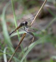 close up of dragonfly