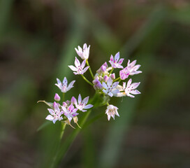 wild onion flowers 