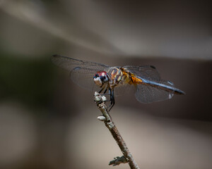 dragonfly on a branch