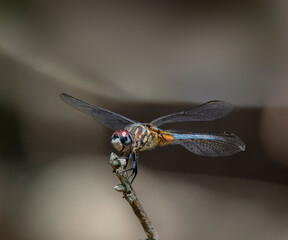 dragonfly on a twig