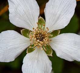 dew berry flower close up