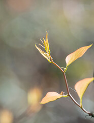 tiny new vine leaves