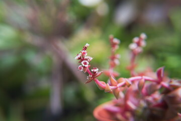 Crassula capitella var. corymbulosa in bloom