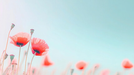 Vibrant poppy field landscape with red flowers under clear blue sky for inspirational nature design