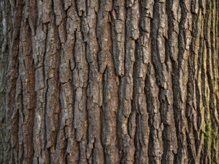 Obraz premium tree bark texture. bark, tree, texture, wood, nature, brown, pattern, abstract, trunk, pine, rough, forest, old, natural, textured, closeup, surface, plant, detail, wooden, material, close-up, timber,