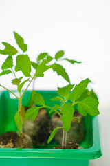 tomatoes seedling Growing in a Green Container on a white background.green vegetables seedling.Gardening and agriculture.plant growing and farming 