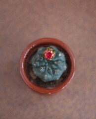 Blooming succulent plant Gymnocalycium baldianum, the spider-cactus or dwarf chin cactus,  with pink flower