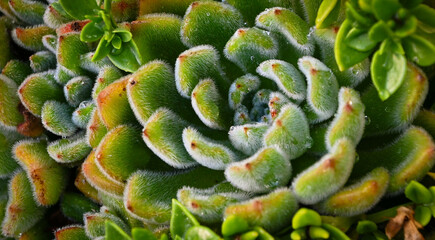 close up of succulent plant