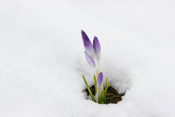 The beautiful spring flowering bulb Crocus tommasinianus, emerges as snow melts. First signs of...