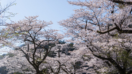 日本：鎌北湖の桜／埼玉県入間郡毛呂山町