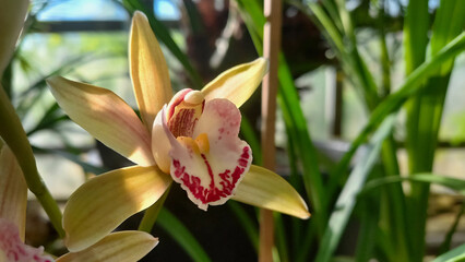 Beautiful yellow orchids. Flowers in the greenhouse. Yellow flowers close-up. Botanical background.