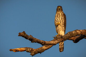 Hawk perched on a tree limb