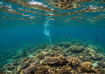 Obraz premium Underwater Coral Scene