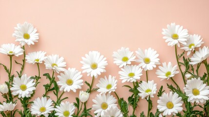 Floral arrangement of white daisies on peach background nature still life serene environment close-up view