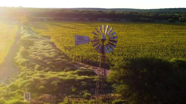 imagen aerea de un molino de viento en un campo de girasoles al atardecer. Dron en vuelo lento hacia la derecha a la altura de las aspas del molino.