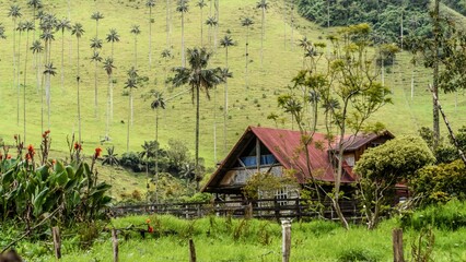 view of a magical forest in Colombia called cocora valley with wax palms and mist. Valle del Cocora, Colombia. Green nature and magic place to visit and travel