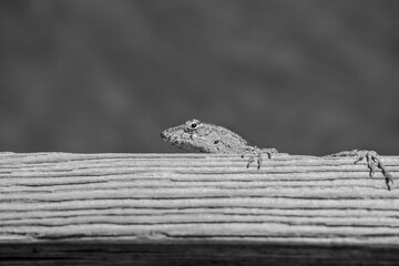 lizard on a wooden railing