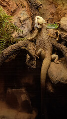 Close-up of a bearded dragon. Beautiful photo of a dragon in a dark terrarium. Vertical background.