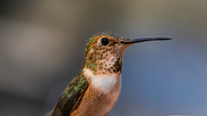 Rufus hummingbird in flight