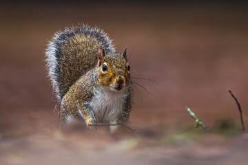 Squirrel 