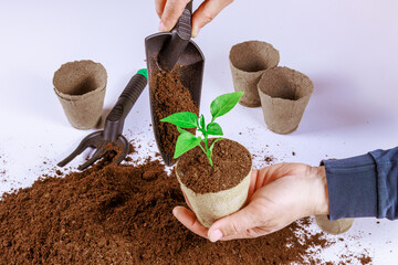 Farmer transplants peppers into peat cups using a garden shovel. Transplanting seedlings into larger cups.