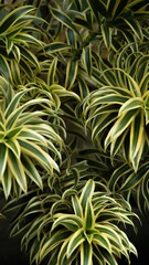 Tropical Leaf in Lush Green Forest. Tropical background - wallpaper