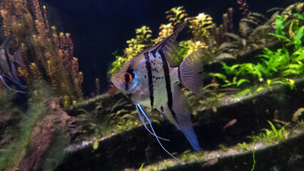 Fish. Angelfish in aquarium with green plants, and stones