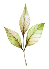 Botanical illustration of green leaves showcasing delicate textures and soft colors