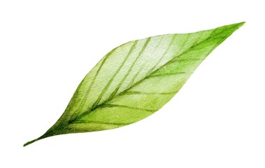 Fresh green leaf illustrated in watercolor style showcasing detailed texture and vibrant color