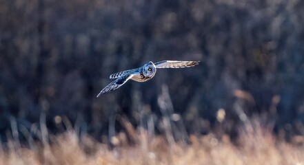 Owl in flight