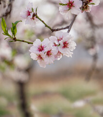 almond orchards in bloom, spring delicate background