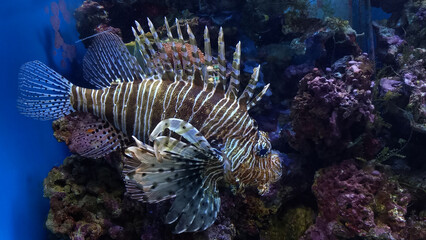 Fish swims in the aquarium, Zebra winged. Fish among corals and algae.
