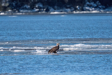 Eagle on ice