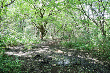 나무 숲 사이로 지나가는 산책로 풍경 제주 제주시 조천읍 교래리 한라산 둘레길 절물 조릿대길