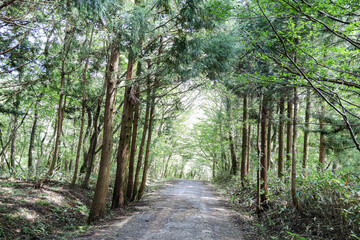 나무 숲 사이로 지나가는 산책로 풍경 제주 제주시 조천읍 교래리 한라산 둘레길 절물 조릿대길