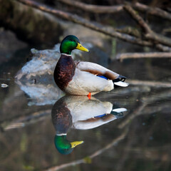Drake (male) Mallard (Anas platyrhynchos) reflection..Western Oregon.