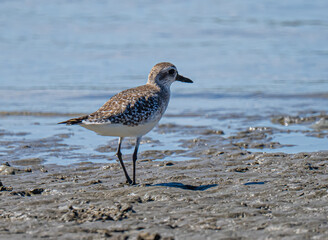 Black bellied plover