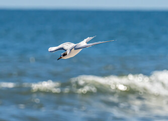 Forster’s Tern