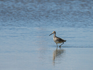 Willet Wading