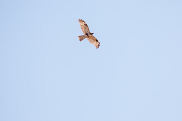 飛翔する美しいノスリ（タカ科）
英名学名：Eastern Buzzard (Buteo japonicus)
栃木県栃木市渡良瀬遊水地-2025
