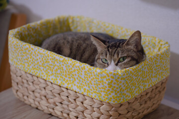 小さな籠の中でリラックスする猫