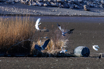 Obraz premium カナダヅル、コウノトリ、アオサギ、ダイサギ、チュウサギ、コサギ他 英名学名：Sandhill Crane, Grus canadensis Oriental White Stork, Oriental Stork, Ciconia boyciana Great Egret, Egretta alba, Ardea alba Intermediate Egret (Ardea intermedia)