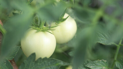 Green tomatoes growing in the garden. Selective focus. nature.