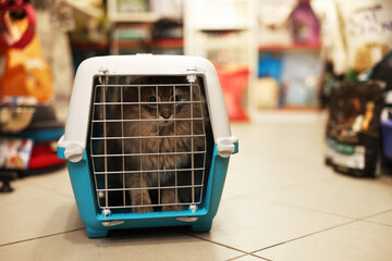 Cute cat in carrier at pet shop