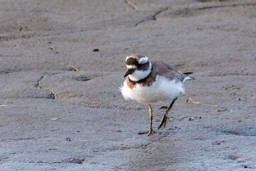 美しいコチドリ（チドリ科）
英名学名：Little ringed plover, Charadrius dubius
栃木県栃木市渡良瀬遊水地-2025
