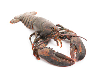 One whole raw lobster isolated on white