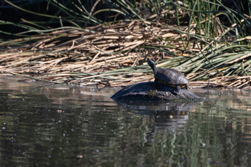 Turtle catching some warmth on top of an exposed car tire at the shore of the pond