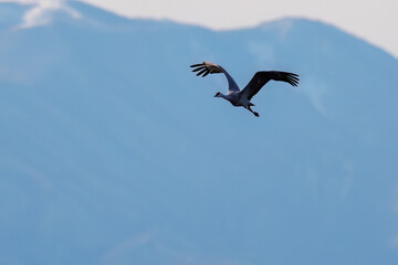 飛翔する美しく大きなカナダヅル（ツル科）
英名学名：Sandhill Crane, Grus canadensis
栃木県栃木市渡良瀬遊水地-2025

