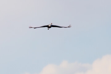 飛翔する美しく大きなカナダヅル（ツル科）
英名学名：Sandhill Crane, Grus canadensis
栃木県栃木市渡良瀬遊水地-2025
